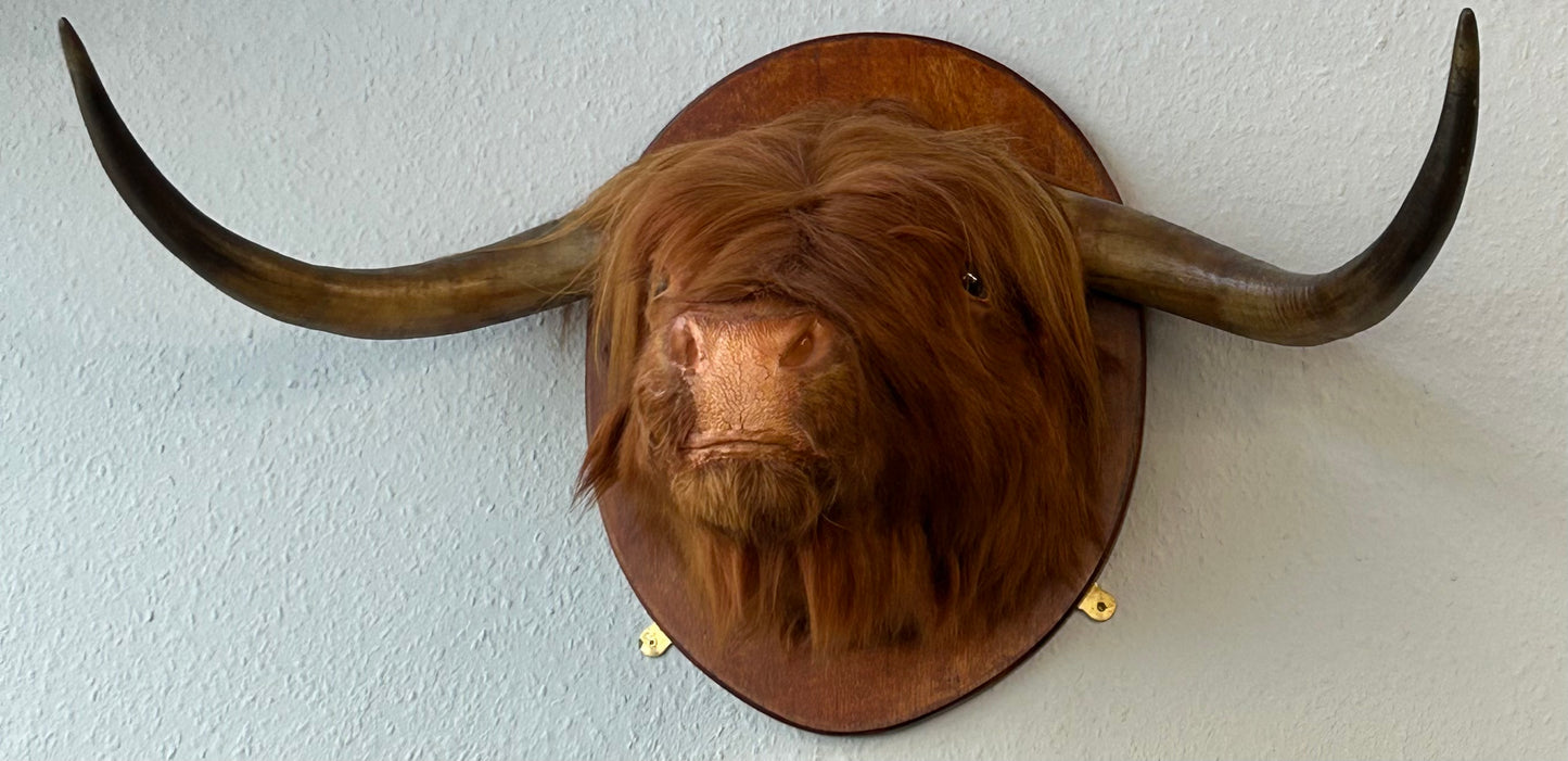 Large Scottish Highland Cow