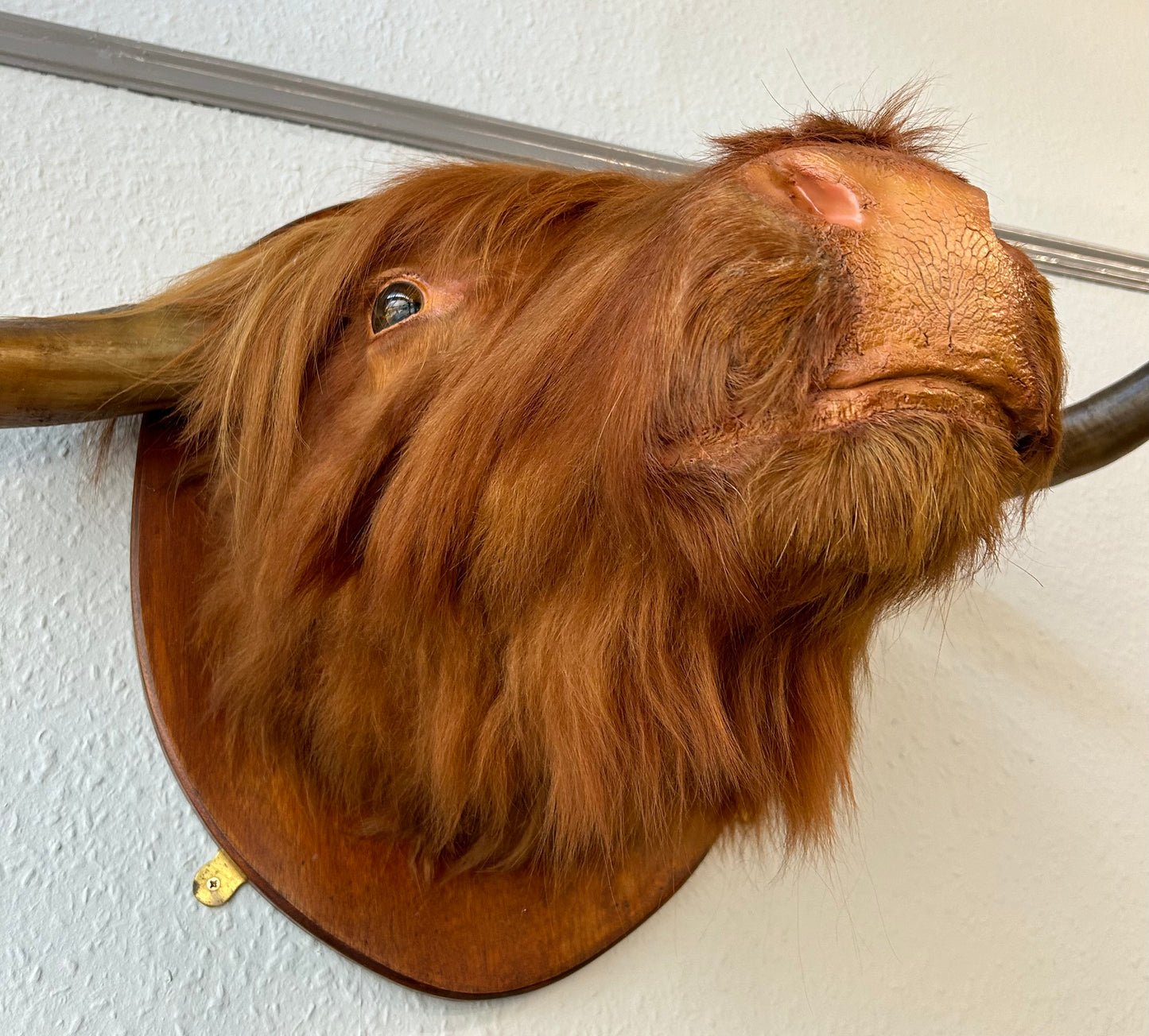 Large Scottish Highland Cow